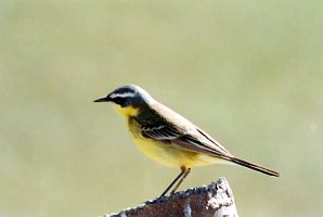 Wagtail, Yellow, Haul Road, AK, 1999-06, B07P35I01